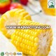 Vacuum sweet corn cuts high quality