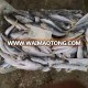 2018 New arival seafrozen round scad horse mackerel for canning use small size for canning factory